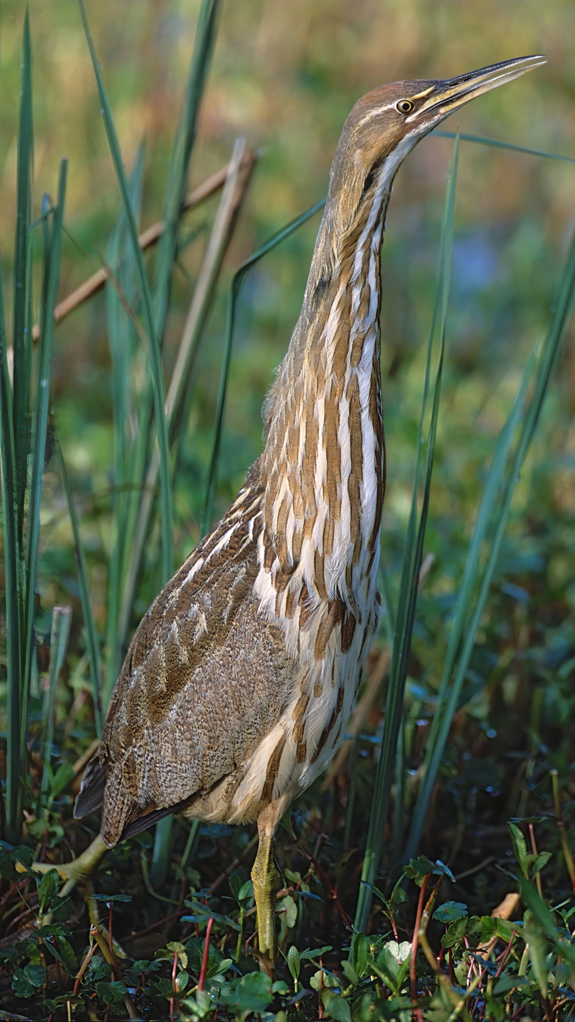 American bittern (Botaurus lentiginosus)