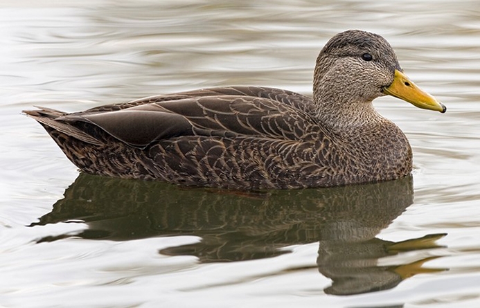 WABAmericanBlackDuck-P5.jpg