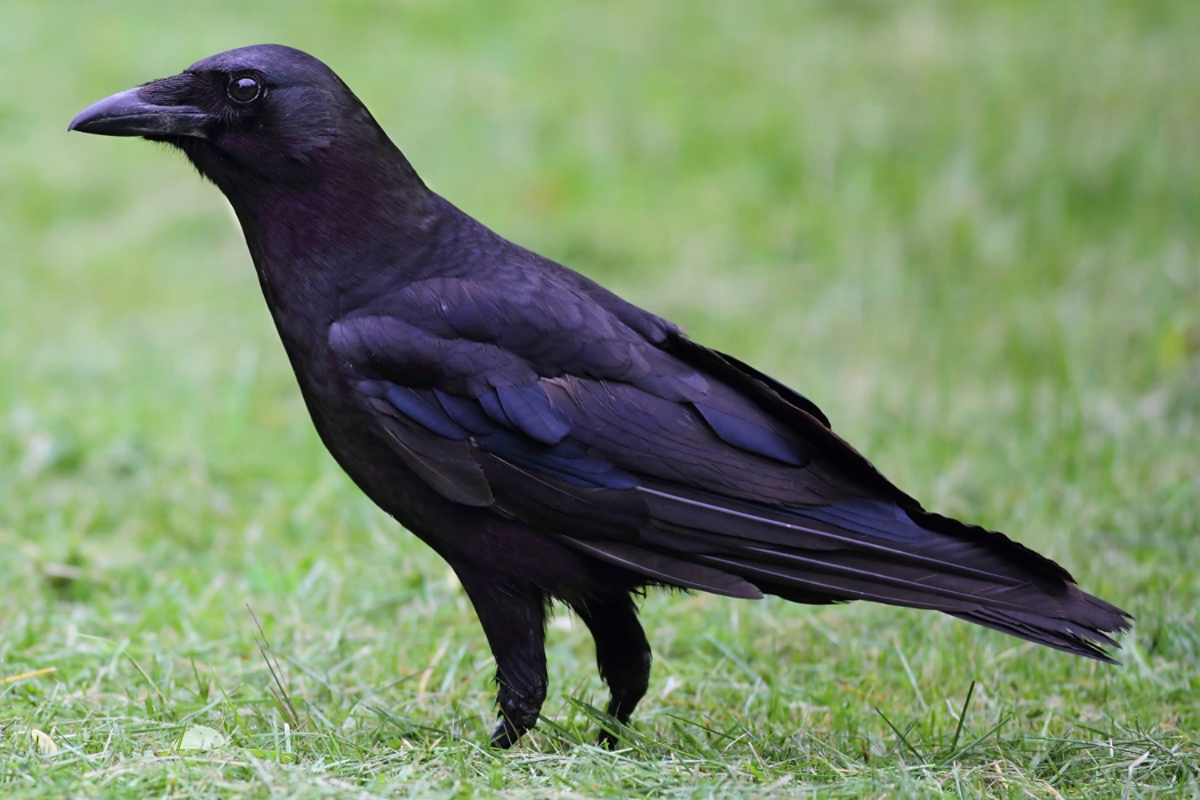 ✡ Crow ✡, Wiki