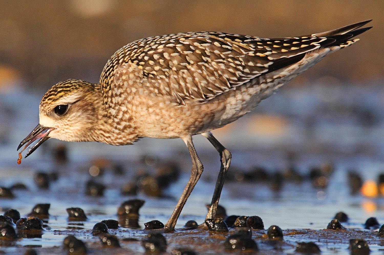 WABAmericanGoldenplover-P5.jpeg