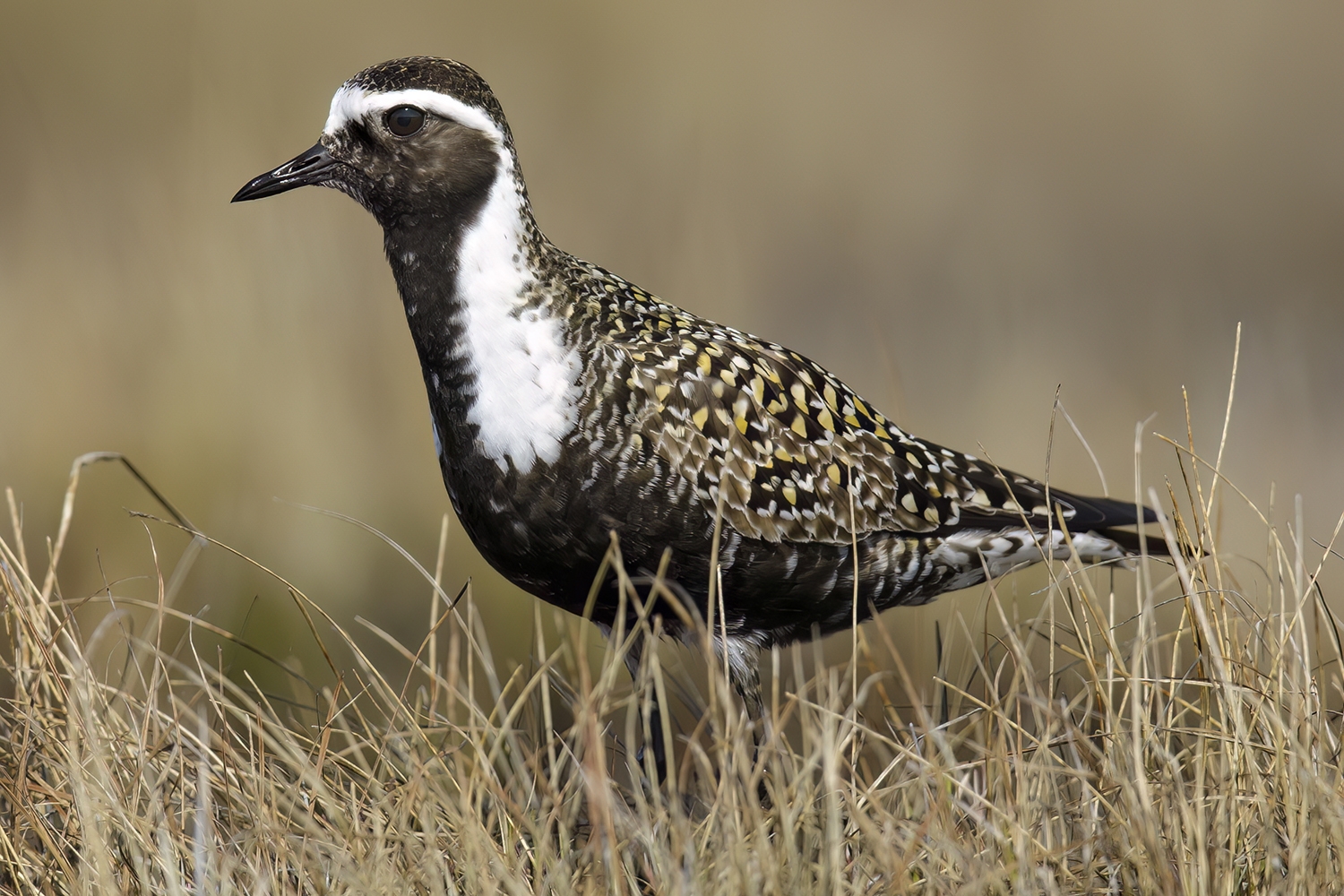 Adult female breeding
Churchill, Manitoba, Canada
June 2017