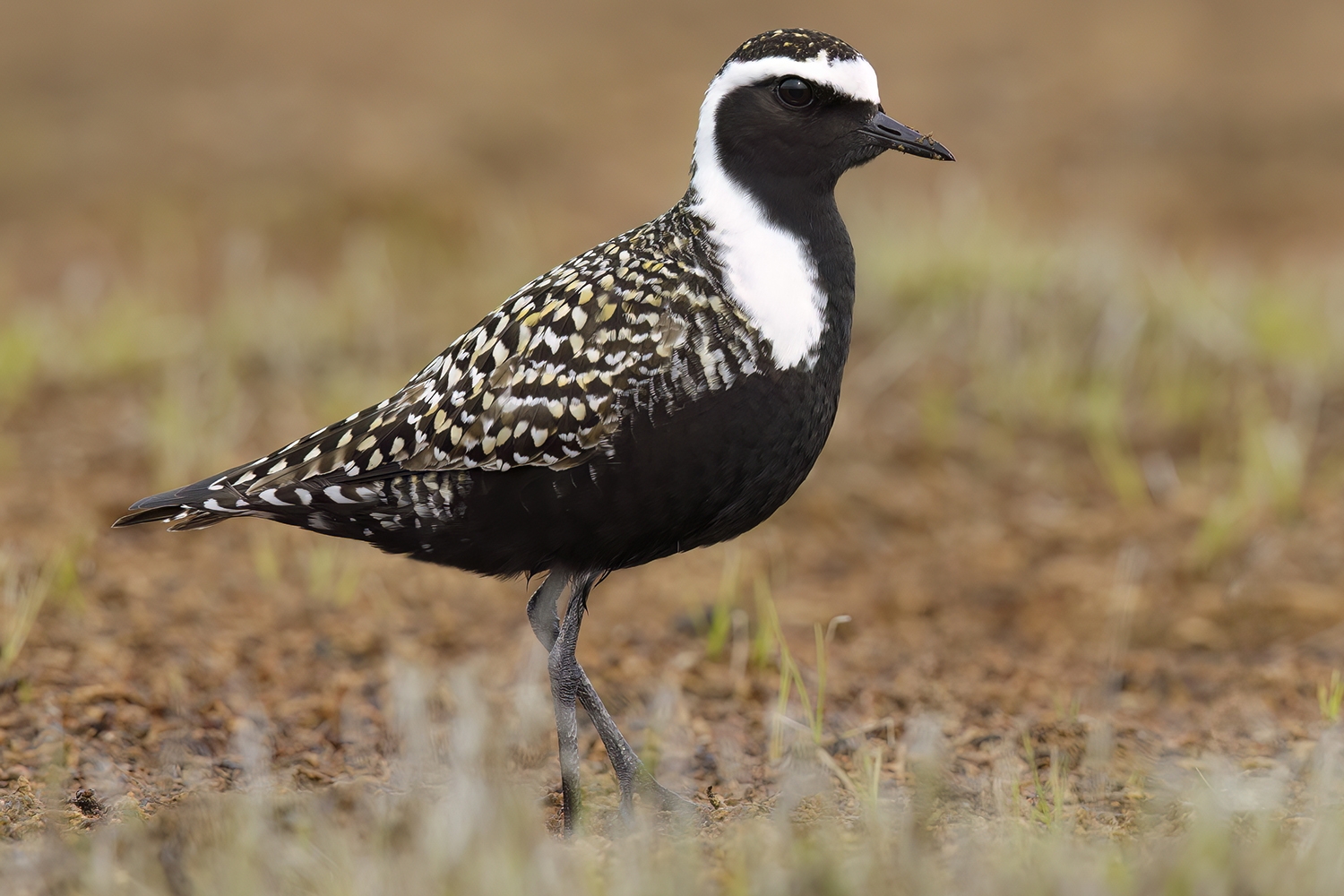 Adult male breeding
Churchill, Manitoba, Canada
June 2017