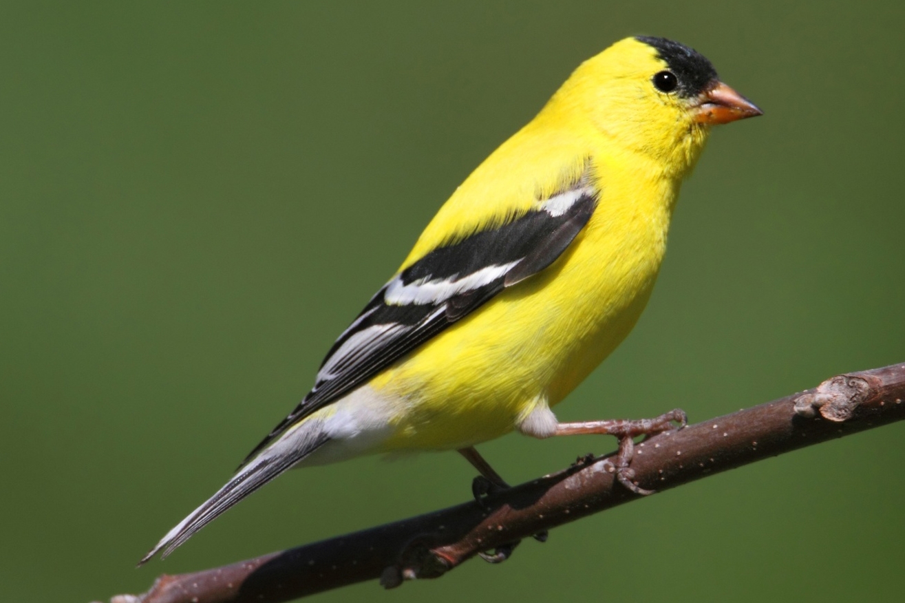 American Goldfinch (Carduelis tristis) on a branch with a green background