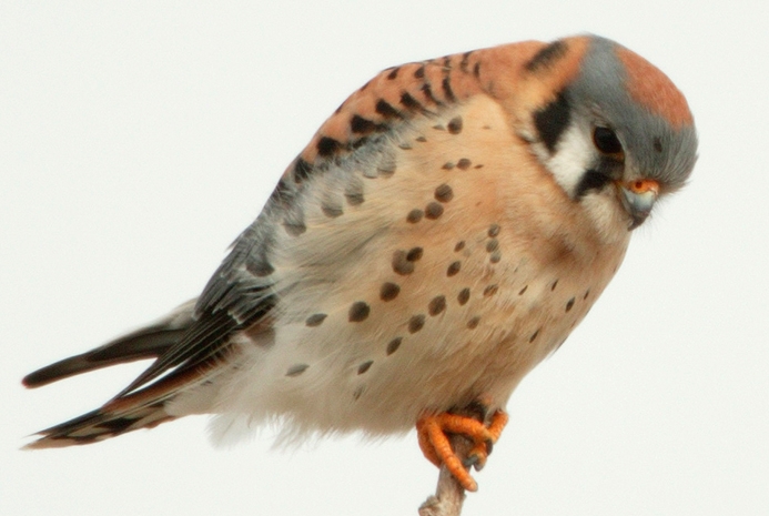 WABAmericanKestrel.jpg