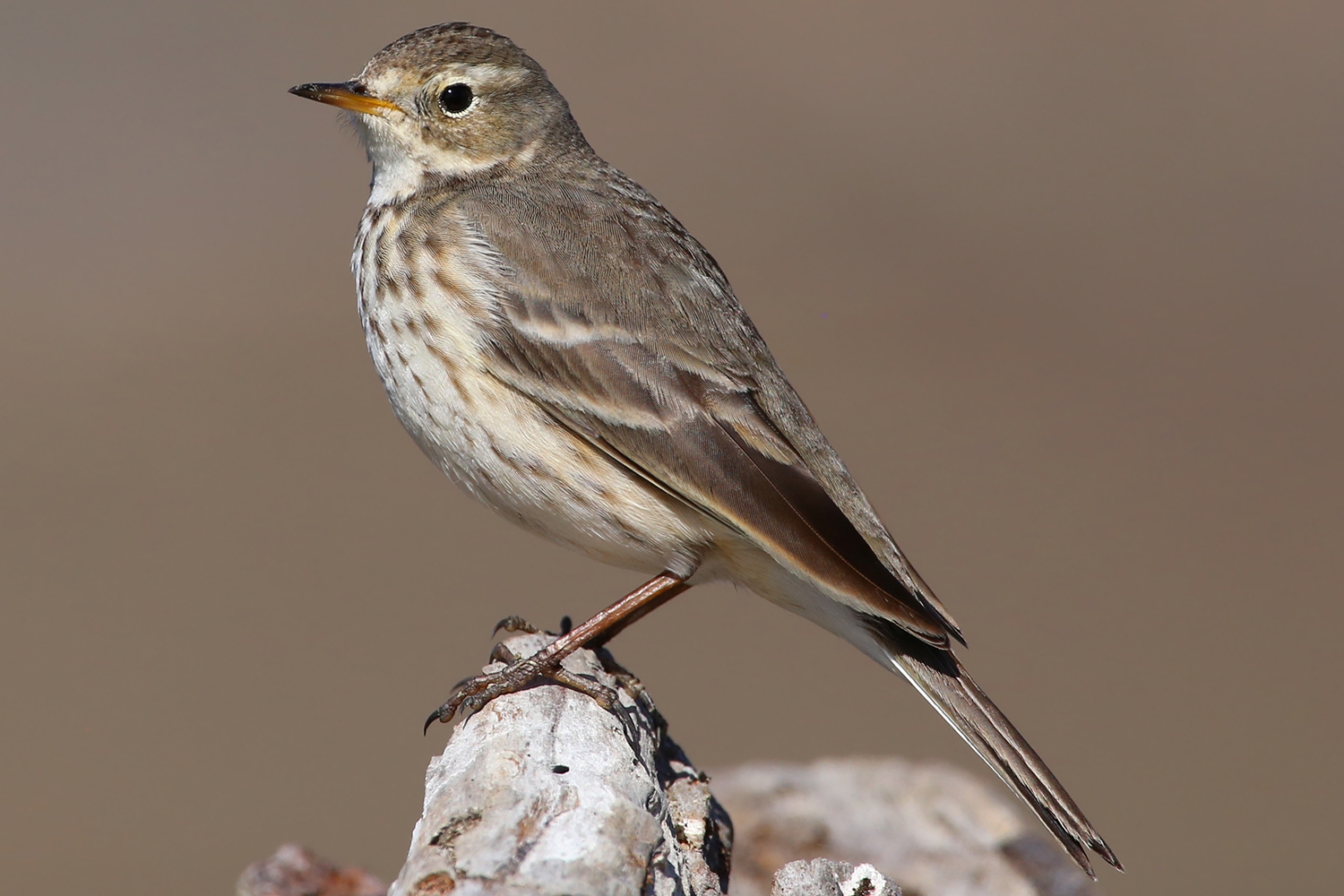 WABAmericanPipit-BT.jpg