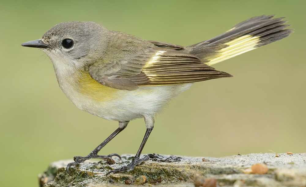 American redstart (Setophaga ruticilla) [female]