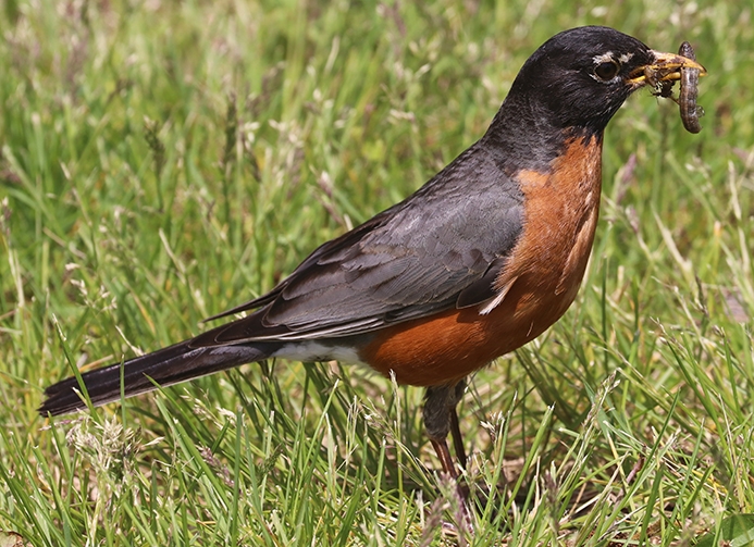 American Robin