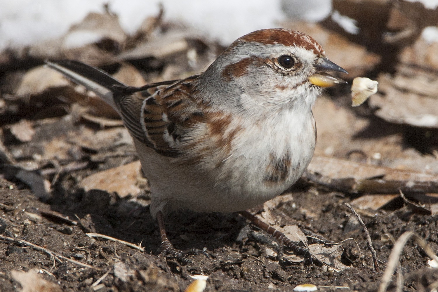 WABAmericanTreeSparrow-MKR.jpg