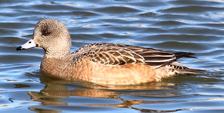 WABAmericanWigeonFemale-P5.jpg