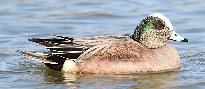 WABAmericanWigeonMale-P5.jpg