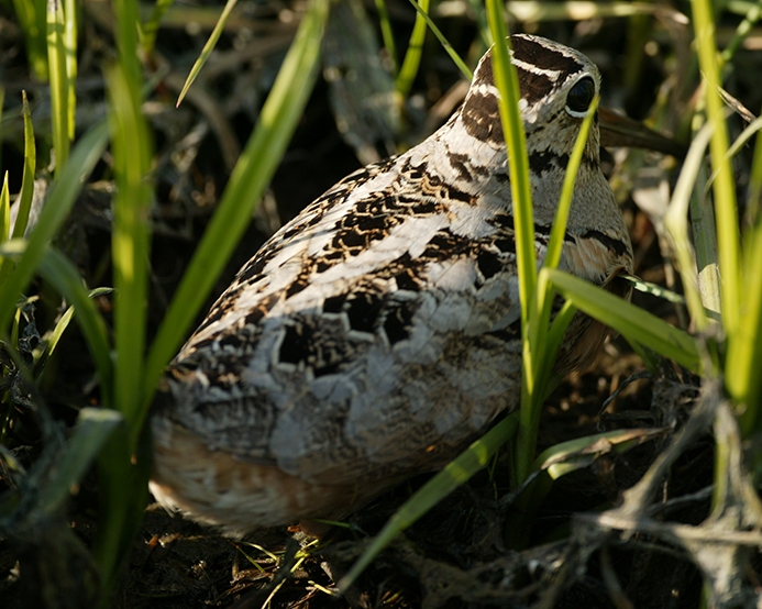 WABAmericanWoodcock.JPG