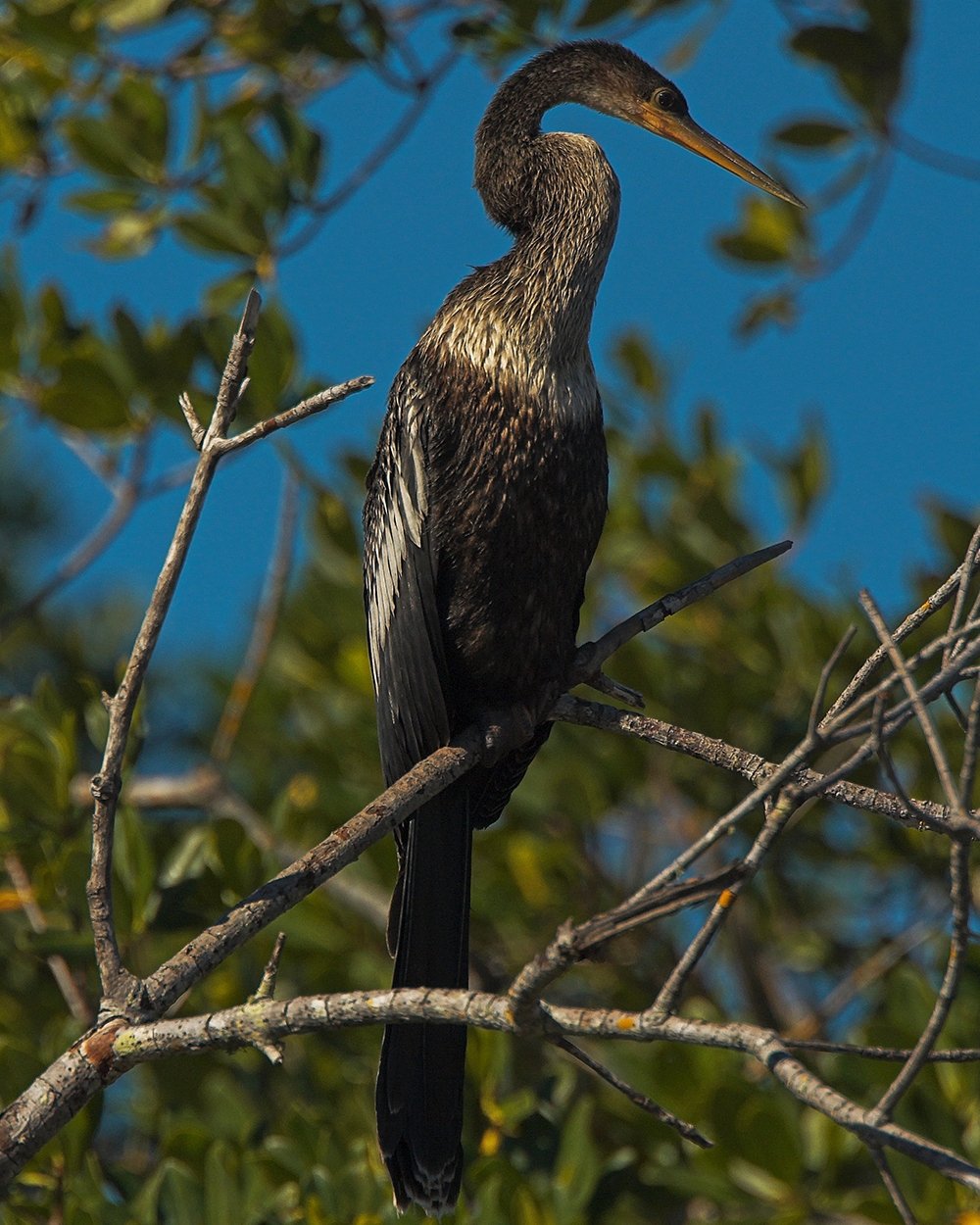 WABAnhinga-DWB.jpg