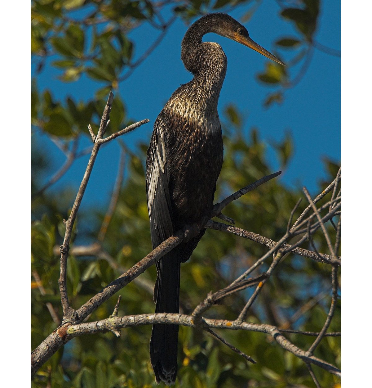 anhinga, image size:1000x1250