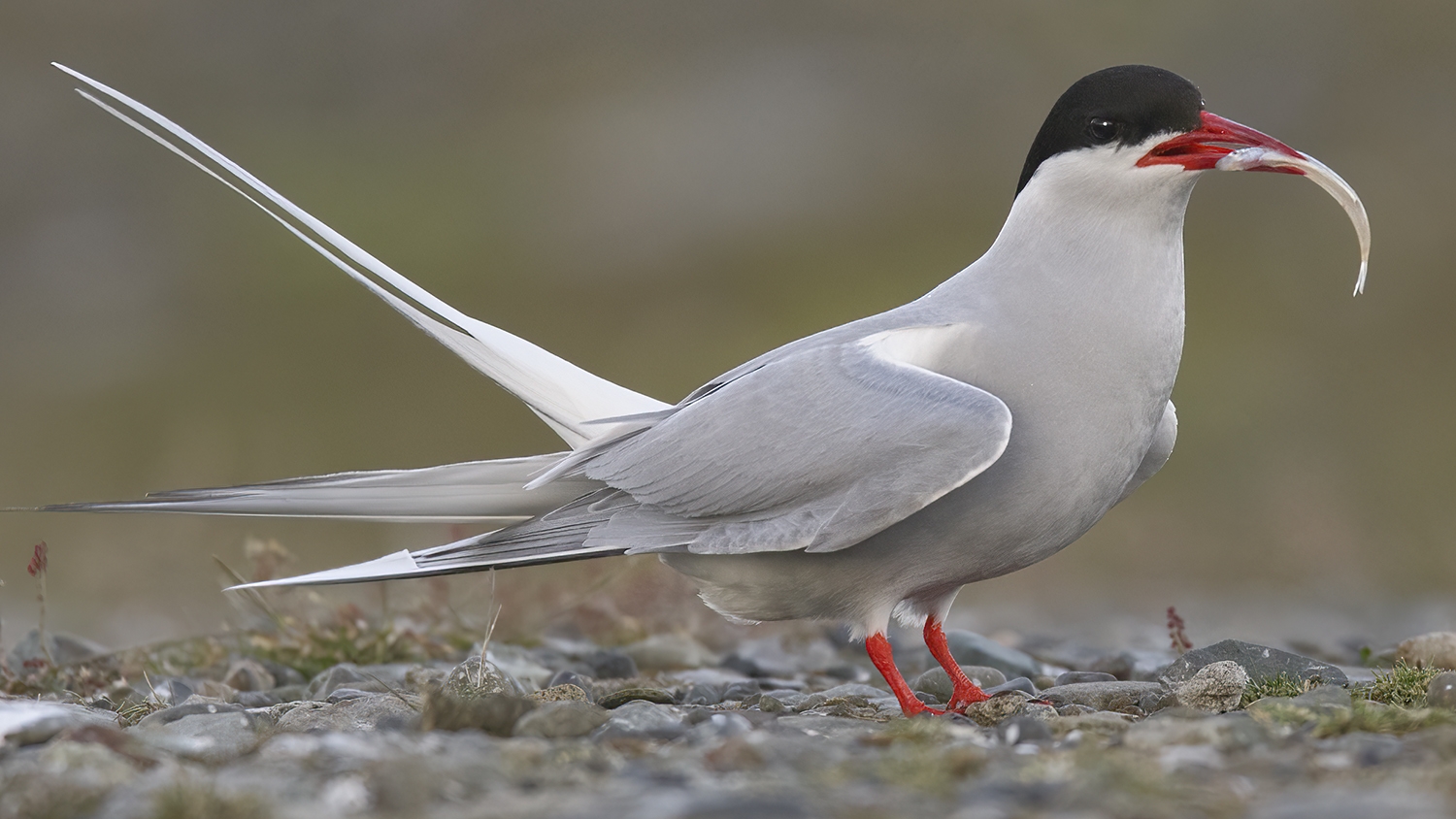 Arctic tern standing there with a fish in its mouth!