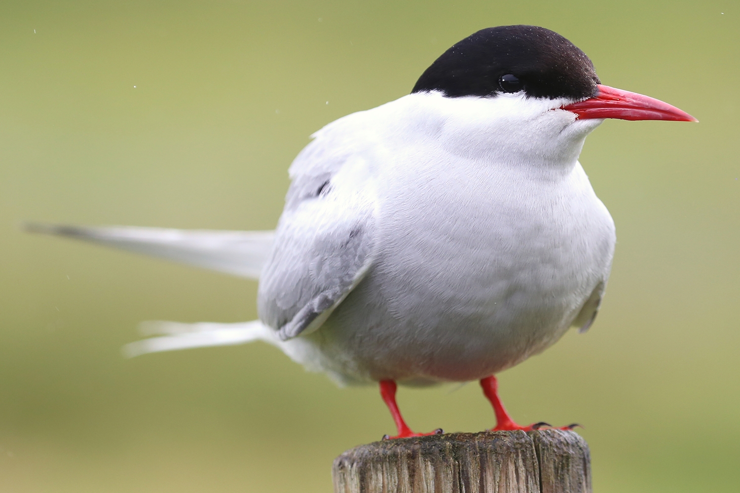 Arctic Tern - Iceland