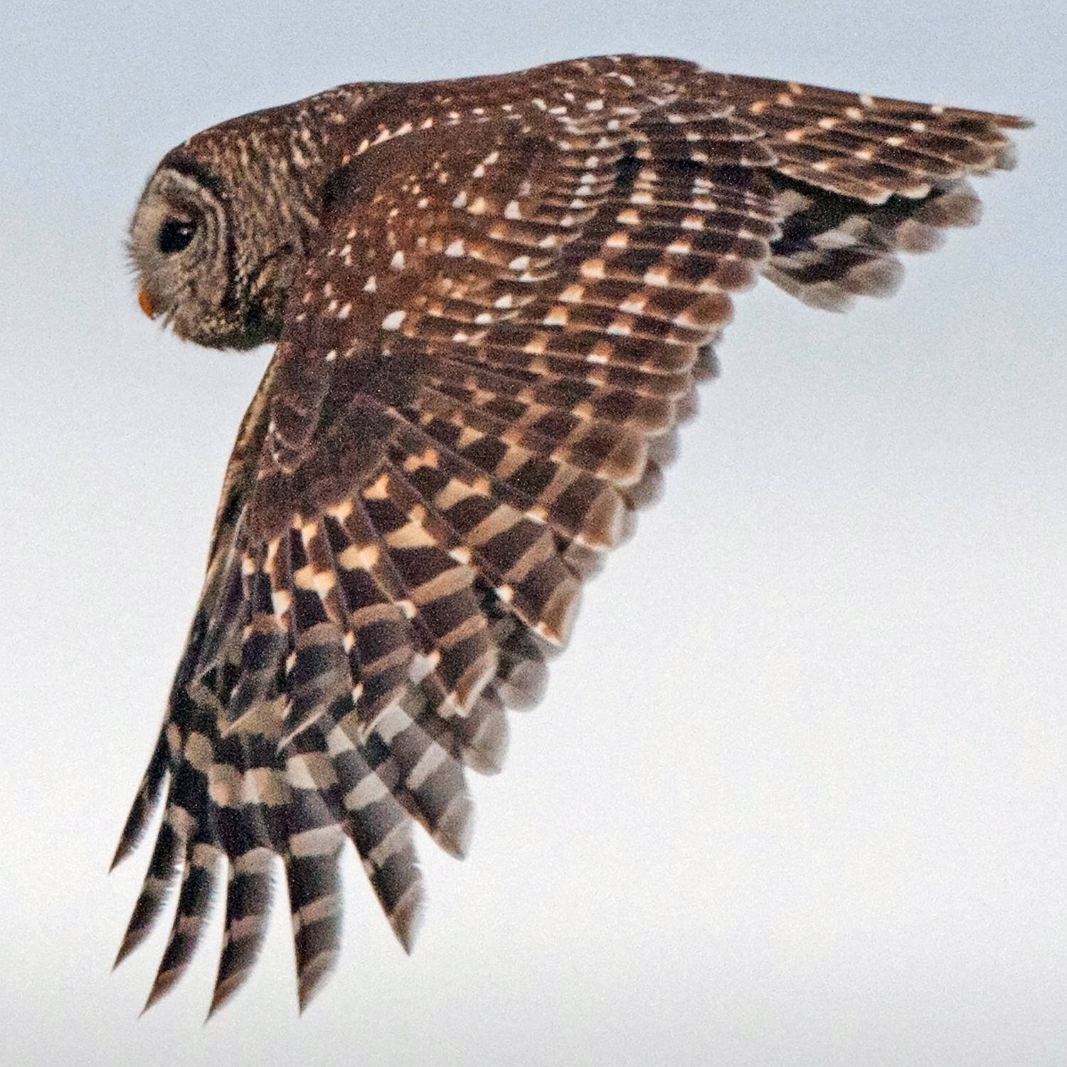 barred owl in flight