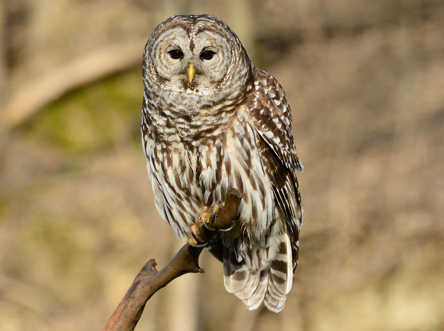 WABBarredOwl1-DWB.jpg