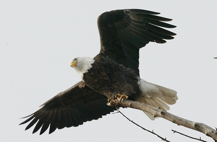 bald eagle