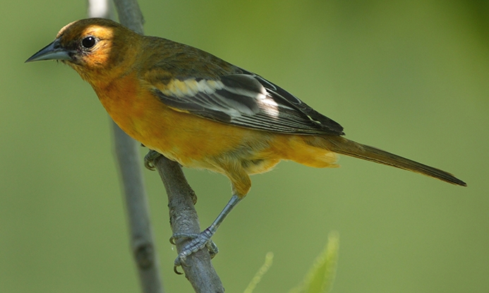 Baltimore oriole (Icterus galbula) [female]