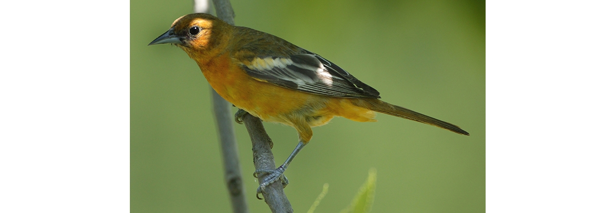 Bird Feature: Baltimore Oriole –