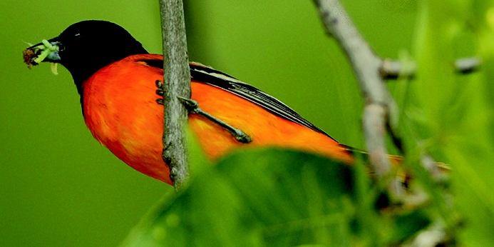 Baltimore oriole (Icterus galbula) [male]