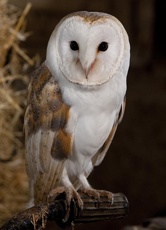 WABBarnOwl-P5.jpeg