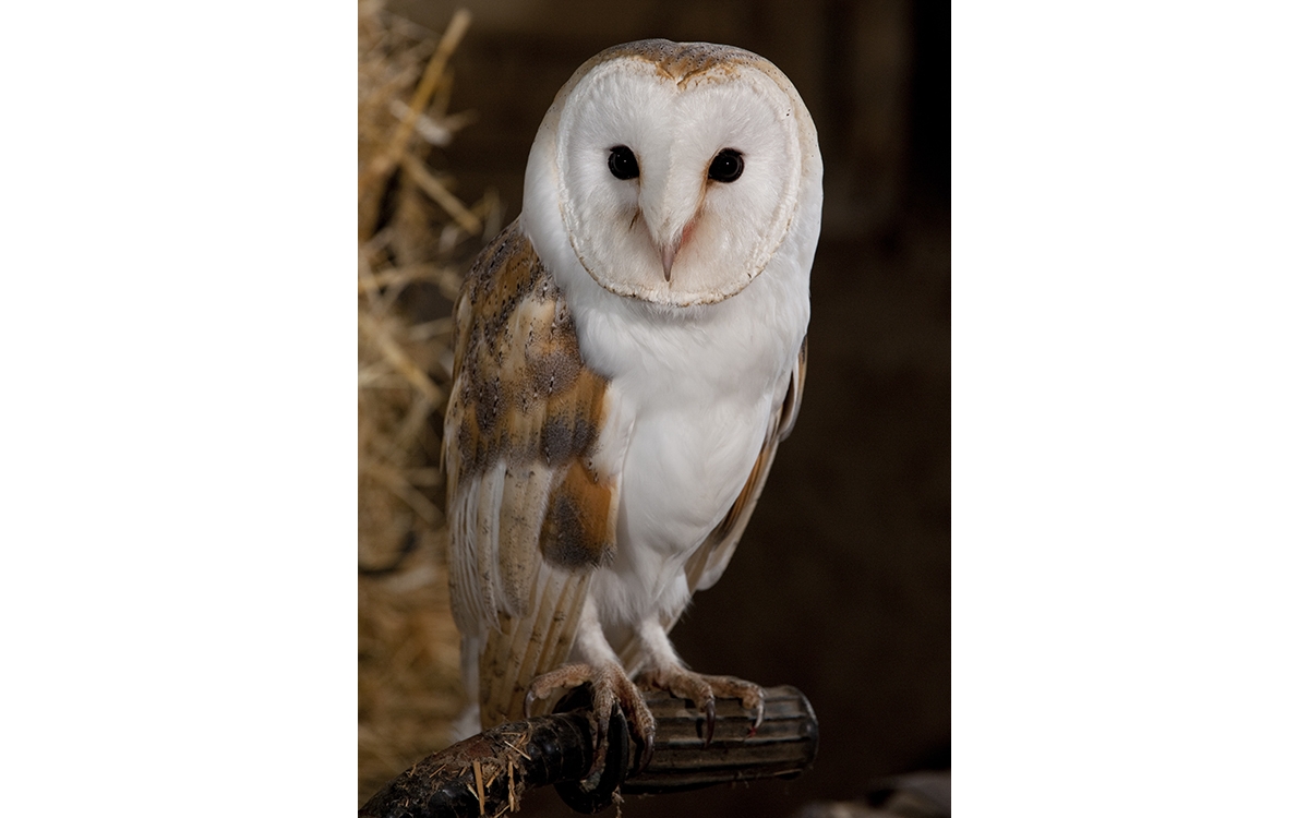 barn owl