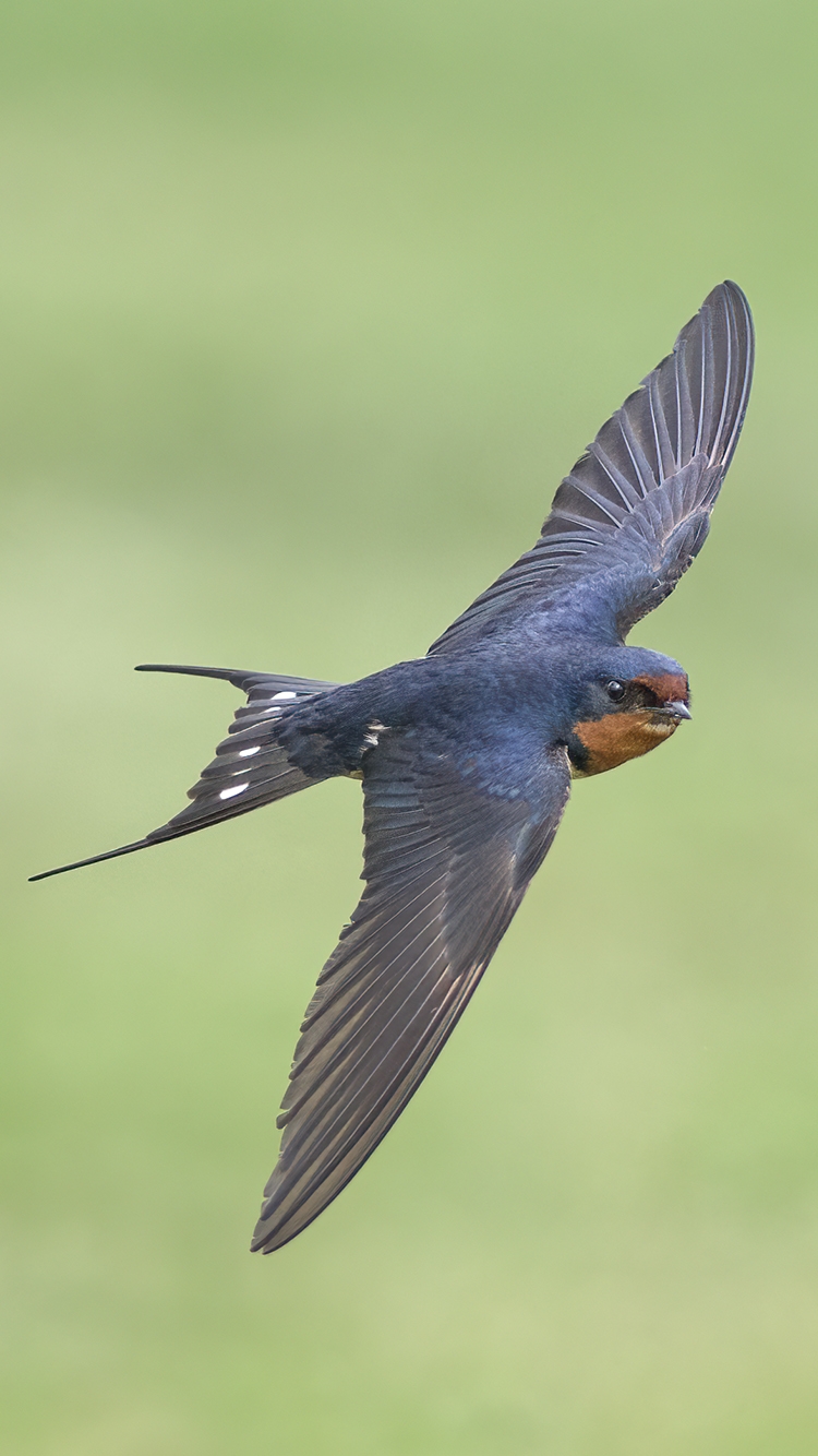 barn swallow flying