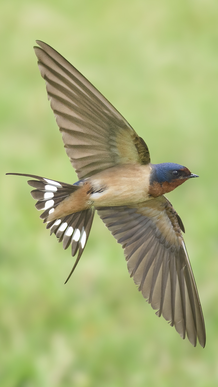 barn swallow flying