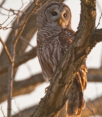 WABBarredOwl1-DWB.jpg