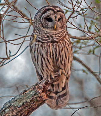 WABBarredOwl2-DWB.jpg