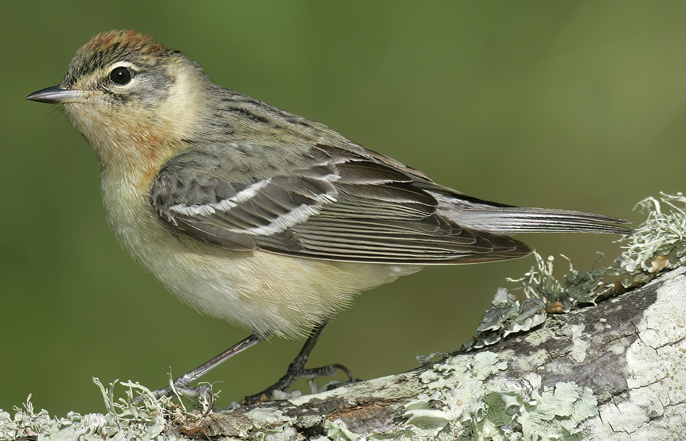 blackpoll warbler (Setophaga striata) [female]