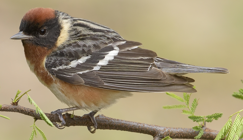 bay-breasted warbler (Setophaga castanea) [male]