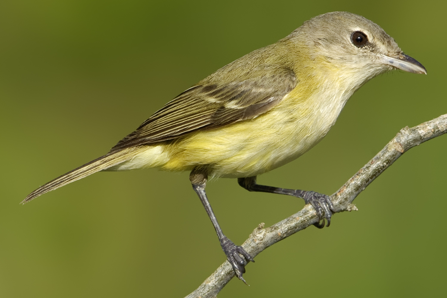 Bell's vireo perched on a branch