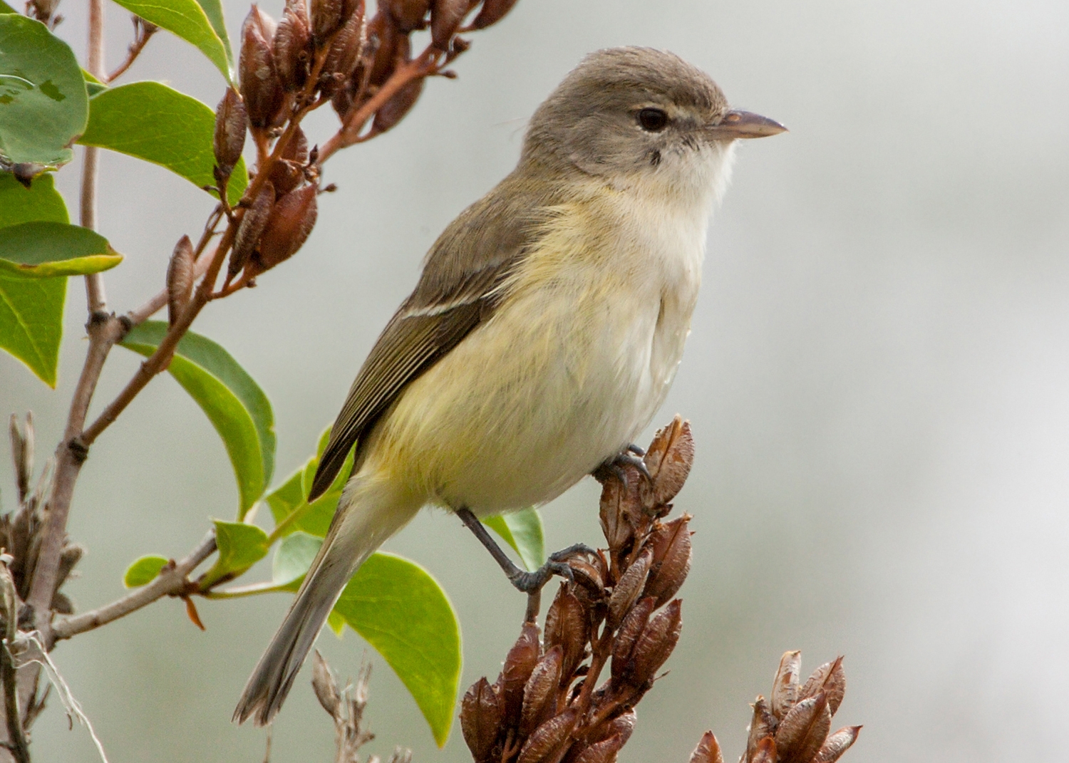 Bell's vireo (Vireo bellii) Photo © Mary Kay Rubey