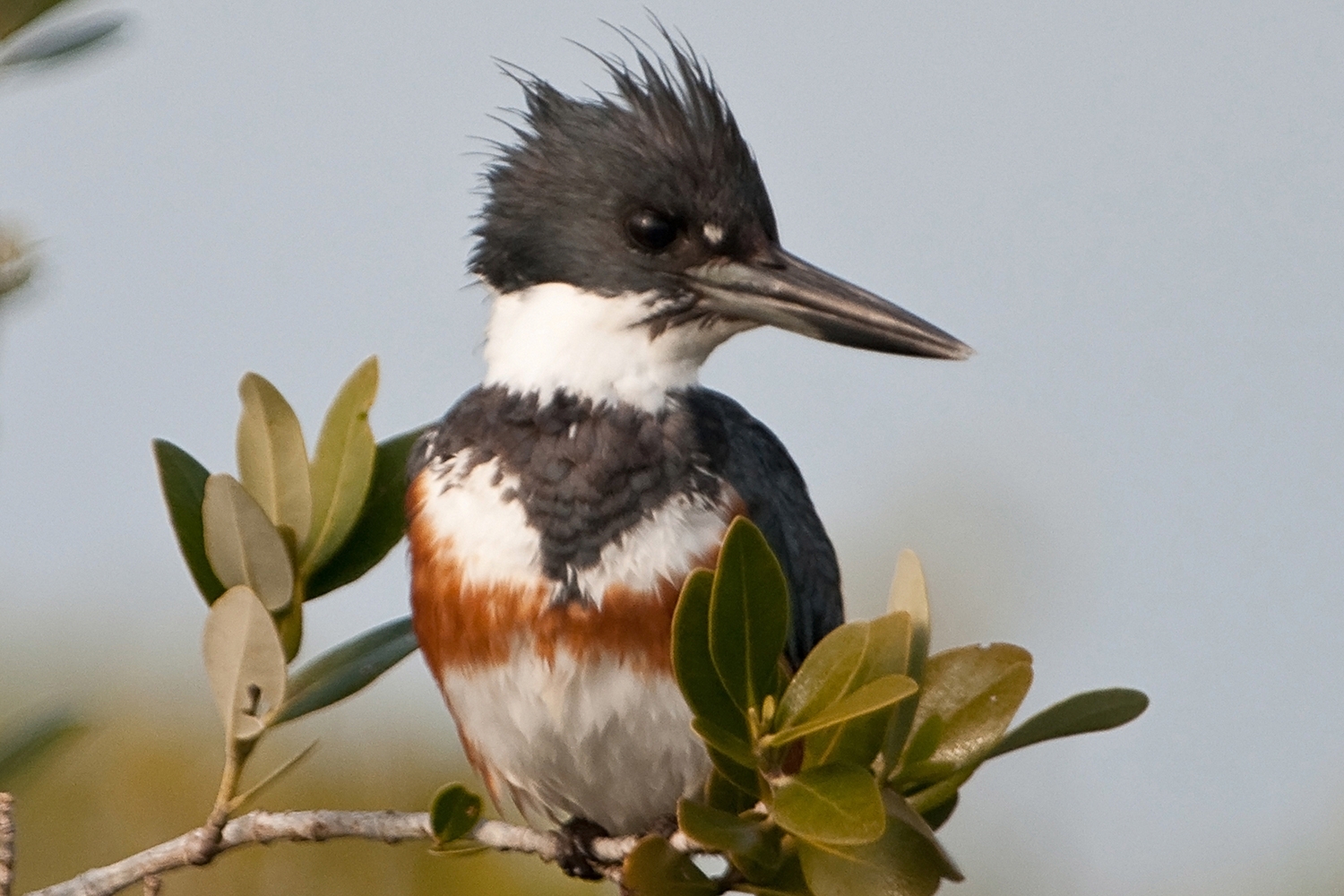 belted kingfisher (Megaceryle alcyon) [female]  Photo © David W. Brewer