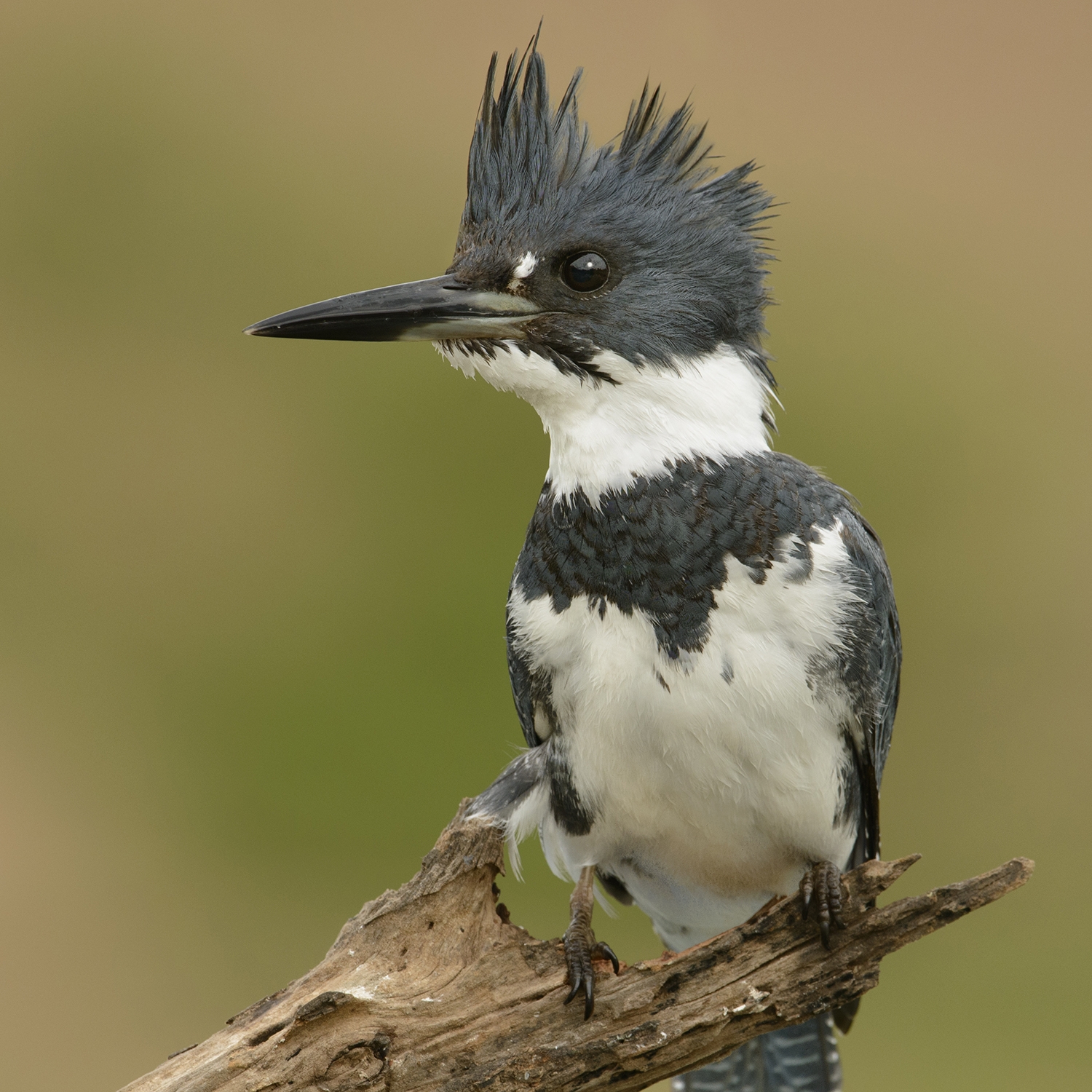 belted kingfisher (Ceryle alcyon)