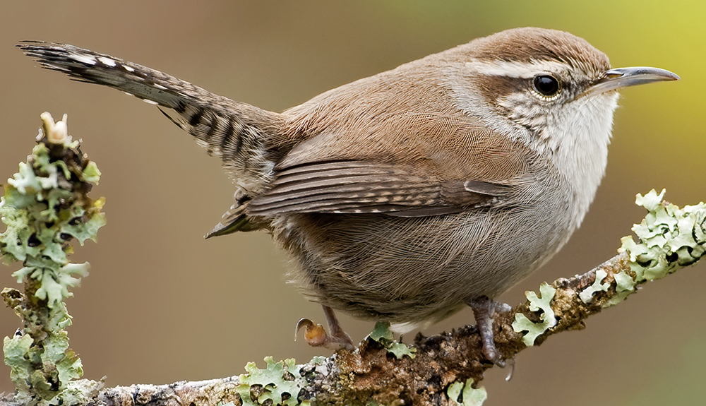 Bewick's wren (Thryomanes bewickii)