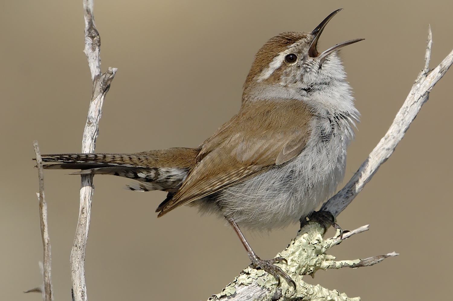 Bewick's wren (Thryomanes bewickii)