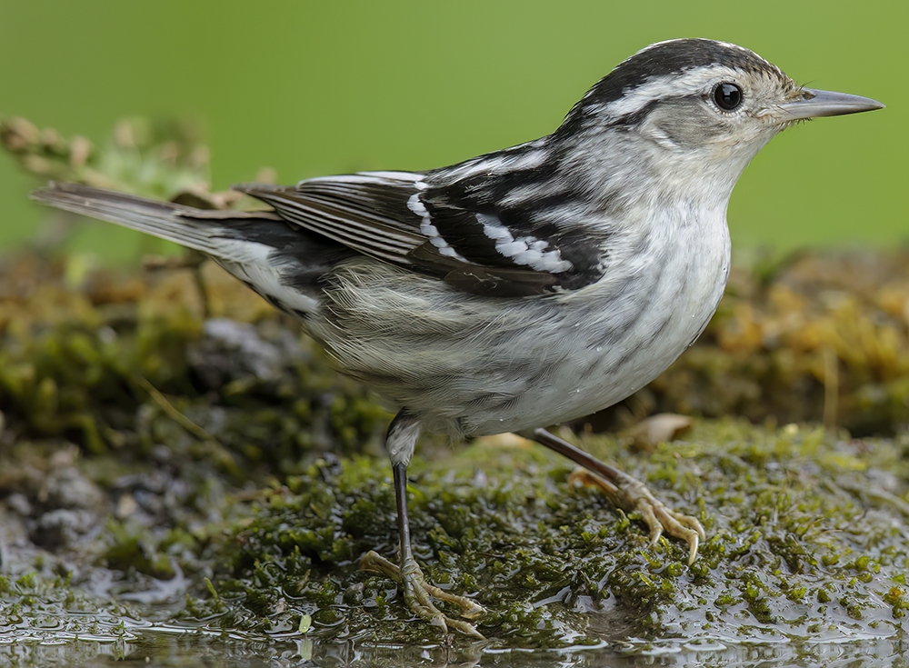 black-and-white warbler (Mniotilta varia) [female]