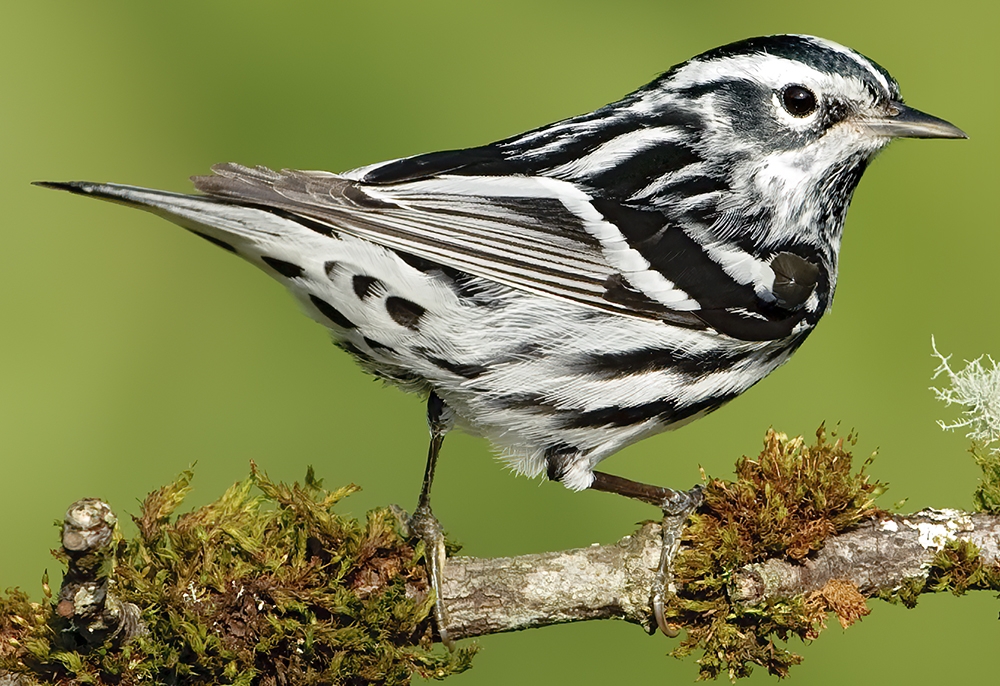 black-and-white warbler (Mniotilta varia) [male]