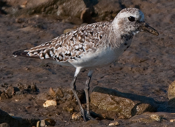 black-bellied plover (Pluvialis squatarola) Photo © David W. Brewer