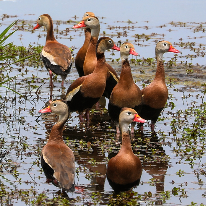 black-bellied whistling-duck (Dendrocygna autumnalis) Photo © Suzanne Asaturian