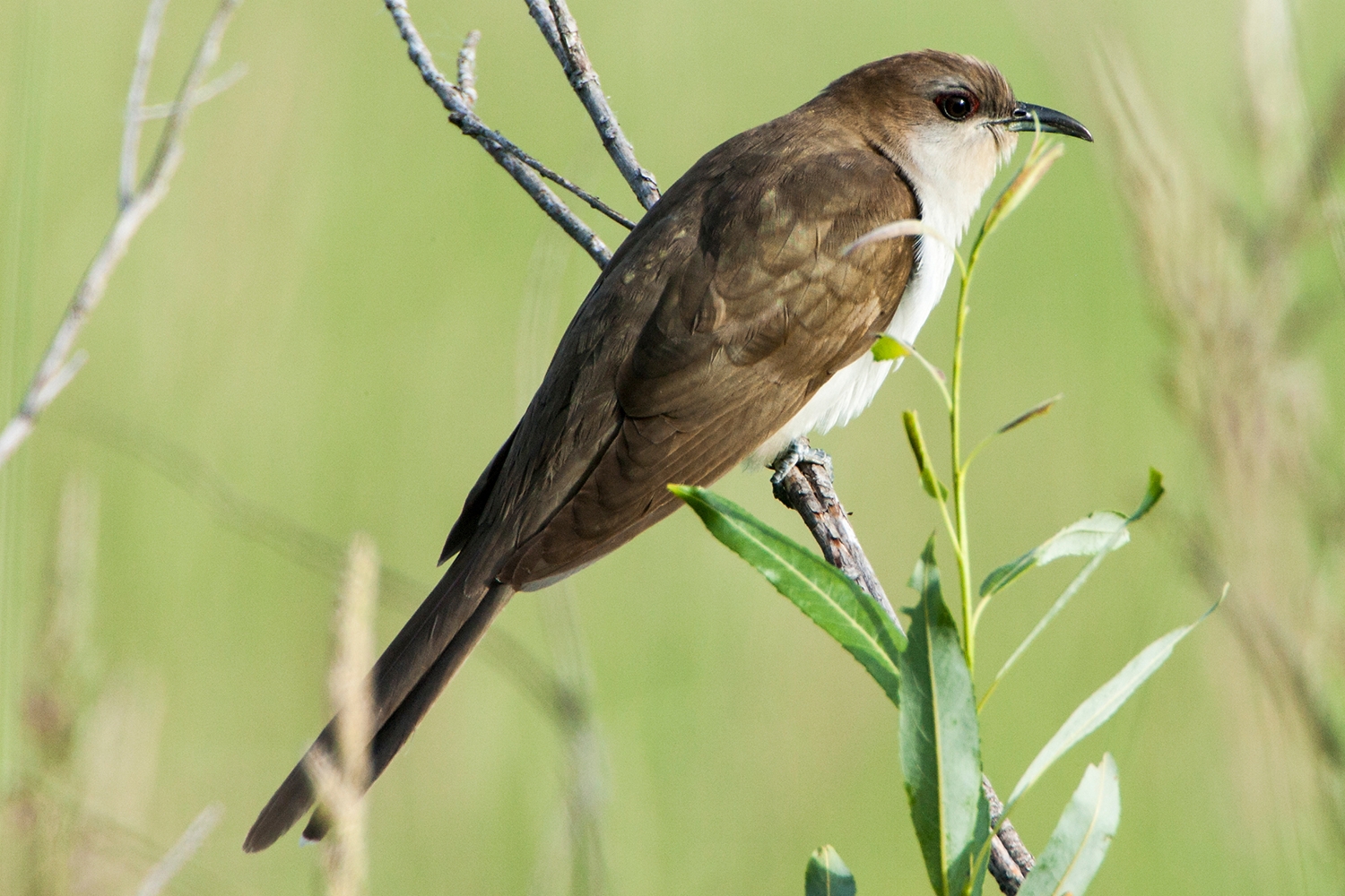 black-billed cuckoo (Coccyzus erythropthalmus) Photo © Mary Kay Rubey