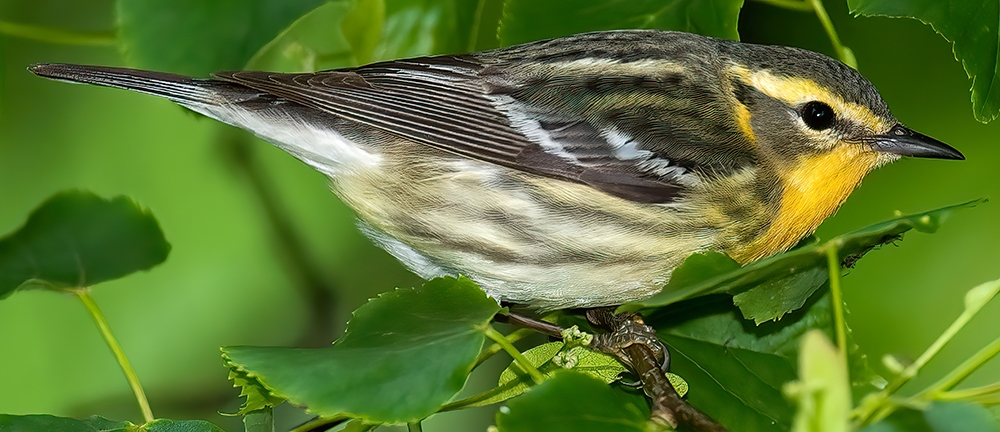 Blackburnian warbler (Setophaga fusca) [female]