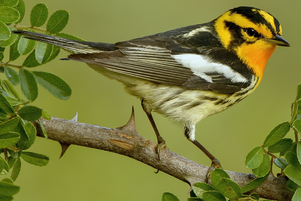 Blackburnian warbler (Setophaga fusca) Photo © David W. Brewer