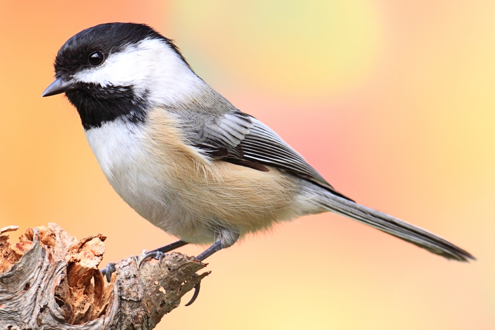 black-capped chickadee (Poecile atricapillus) Photo provided by SteveByland/pond5.com