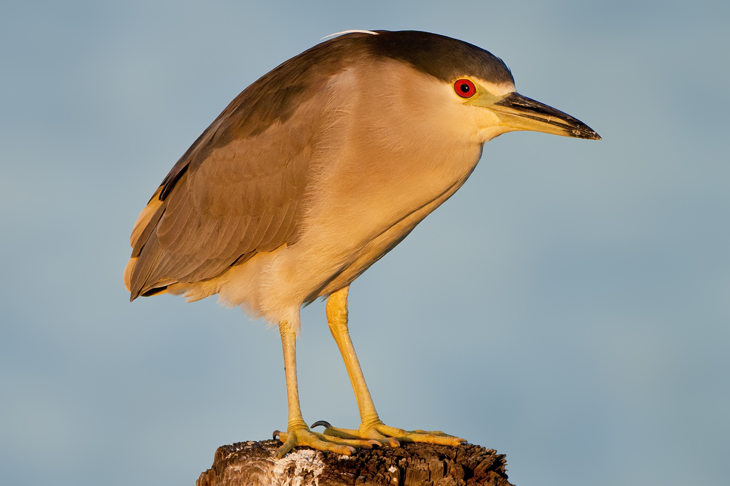 black-crowned night-heron (Nycticorax nycticorax)