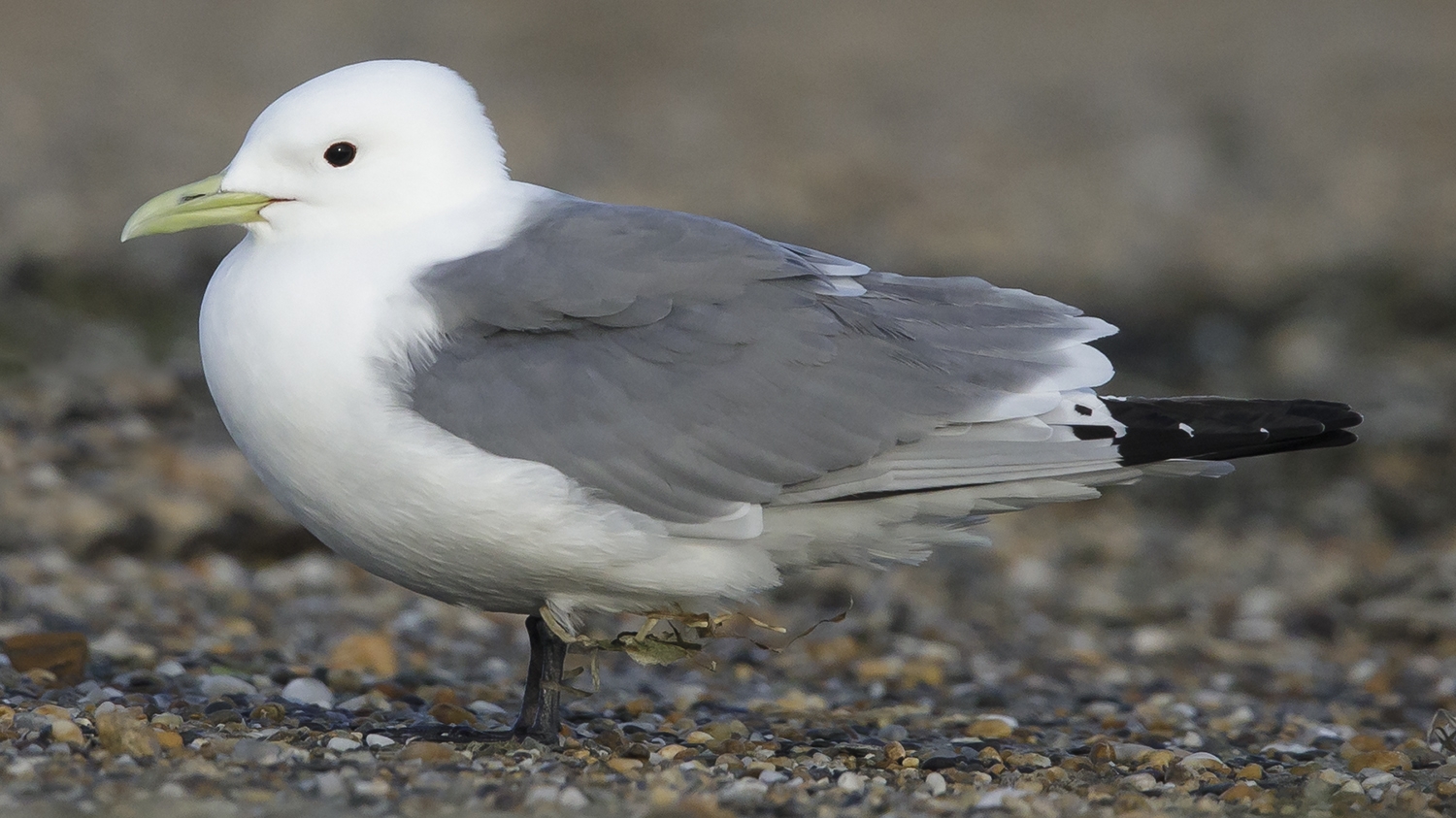 black-legged kittiwake (Rissa tridactyla) Photo © briansmallphoto.com