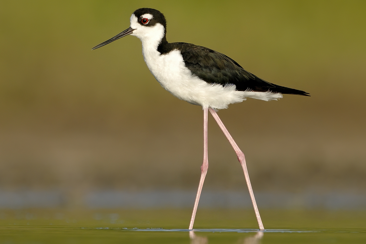 black-necked stilt (Himantopus mexicanus) Photo © Illinois Department of Natural Resources